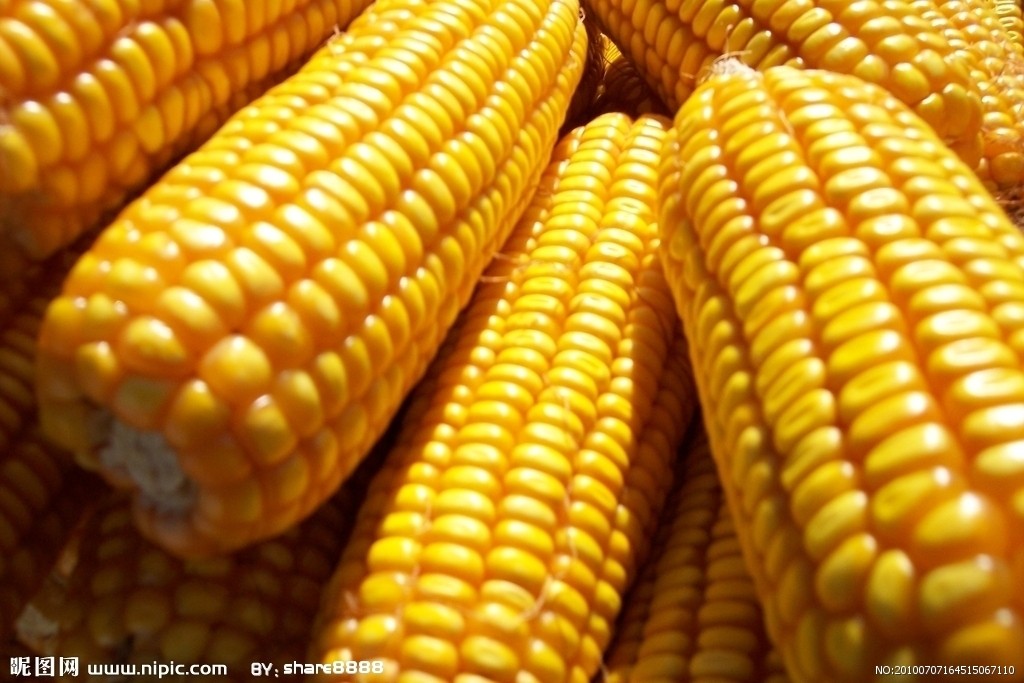 玉米市场价格该如何探寻?价格受哪些因素影响? 第1张 玉米市场价格该如何探寻?价格受哪些因素影响? 第1张