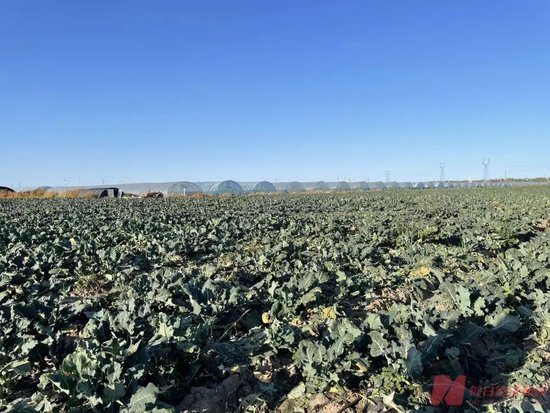 贾国龙要求道歉,罗永浩承认冷冻西蓝花“成本更高”!业内人士:速冻的可能比新鲜菜更好 第1张 贾国龙要求道歉,罗永浩承认冷冻西蓝花“成本更高”!业内人士:速冻的可能比新鲜菜更好 第1张