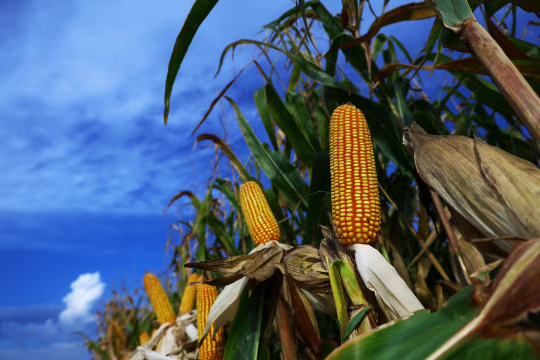 化肥生产商雅拉警告：战争引发价格暴涨，农民正陷入困境  第2张